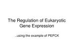 The Regulation of Eukaryotic Gene Expression