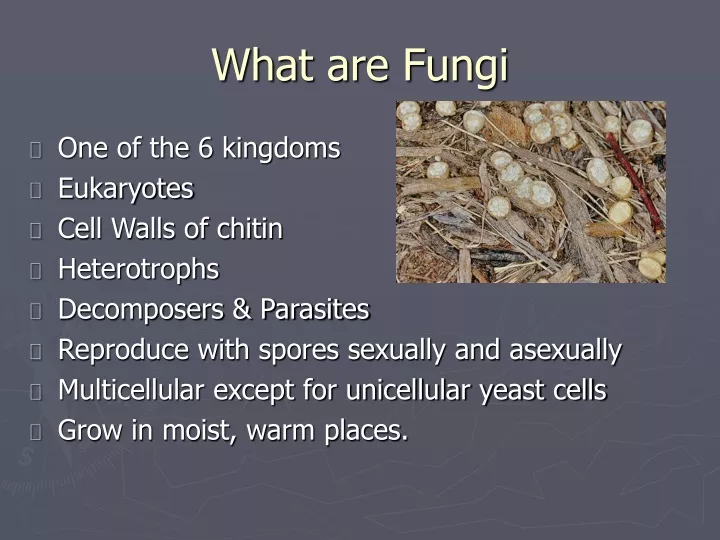 what are fungi