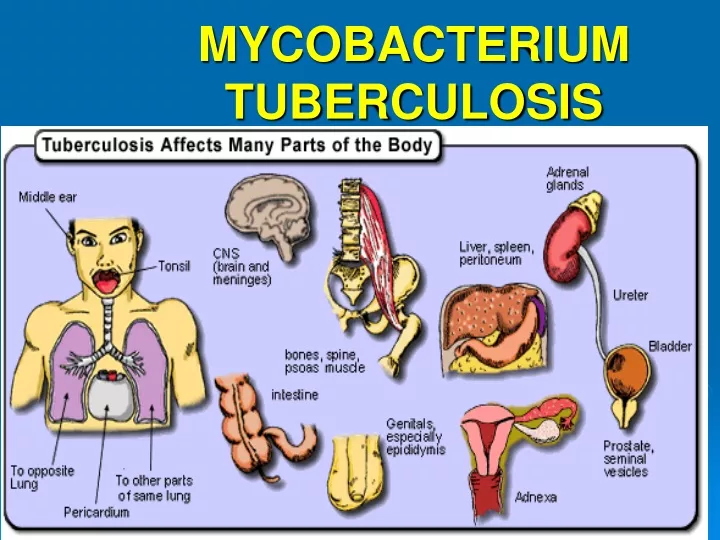 mycobacterium tuberculosis