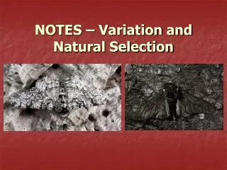 NOTES – Variation and Natural Selection