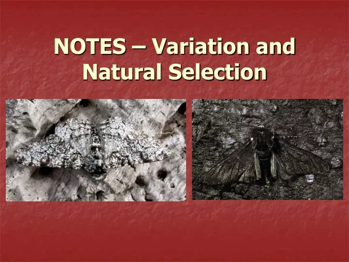 notes variation and natural selection