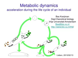 Metabolic dynamics  acceleration during the life cycle of an individual