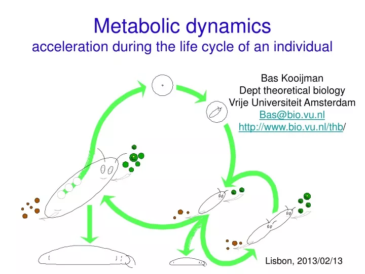 metabolic dynamics acceleration during the life cycle of an individual