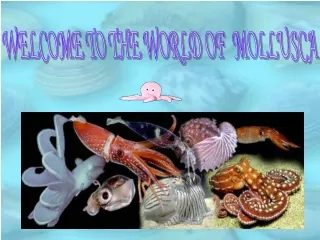 WELCOME TO THE WORLD OF  MOLLUSCA