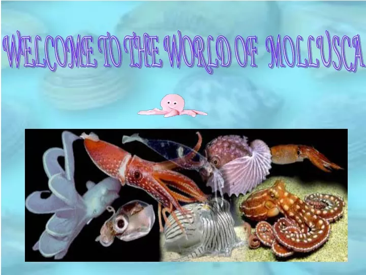 welcome to the world of mollusca