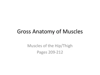 Gross Anatomy of Muscles