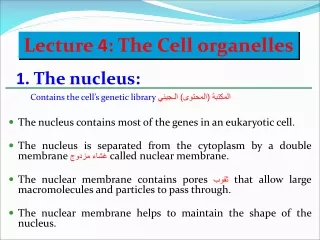 1.  The nucleus:  Contains the cell’s genetic library  المكتبة ( المحتوى )  الـ جيني