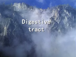 digestive tract