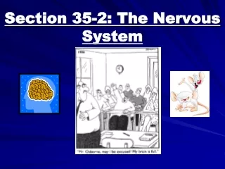 Section 35-2: The Nervous System