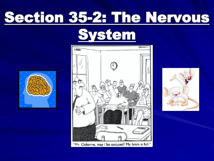 section 35 2 the nervous system