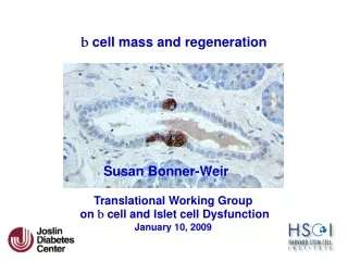 b  cell mass and regeneration