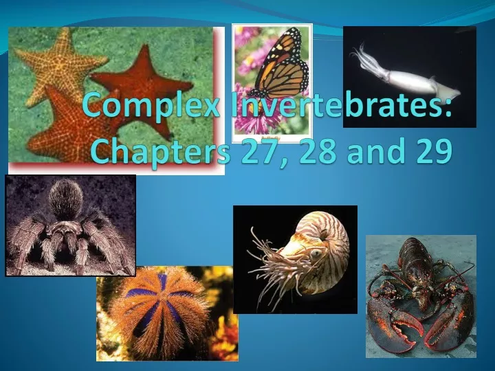 complex invertebrates chapters 27 28 and 29