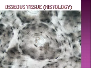 Osseous Tissue (Histology)