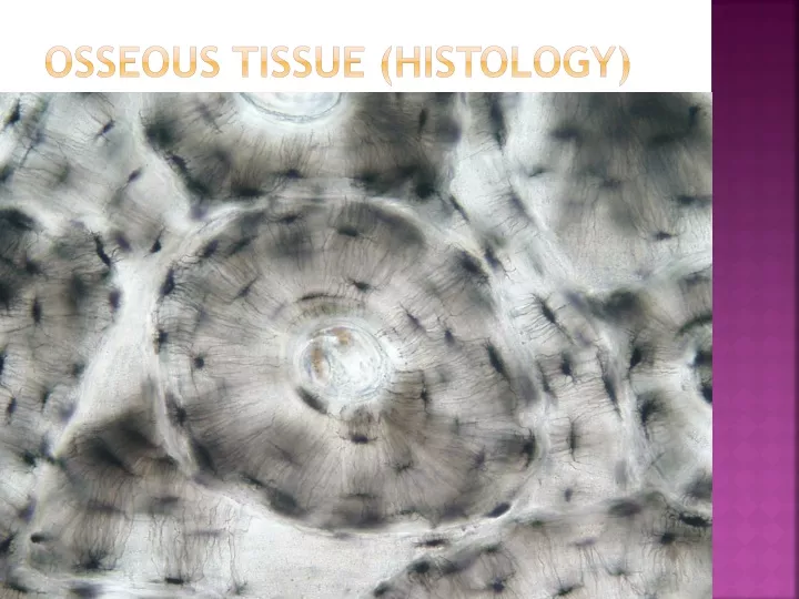 osseous tissue histology