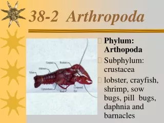 38-2  Arthropoda