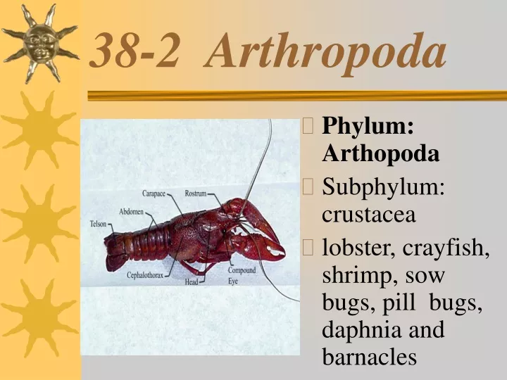 38 2 arthropoda