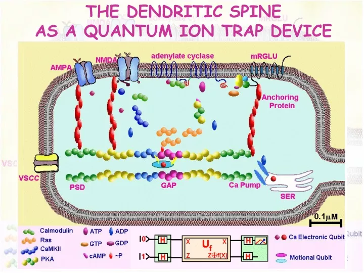 the dendritic spine as a quantum ion trap device
