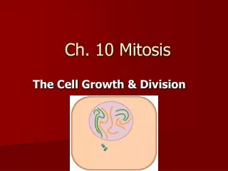 Ch. 10 Mitosis
