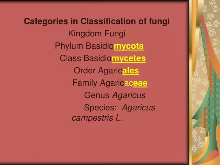 categories in classification of fungi kingdom