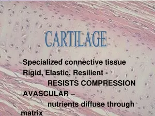 Specialized connective tissue Rigid, Elastic, Resilient -               RESISTS COMPRESSION