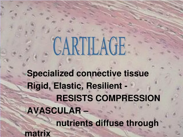 cartilage