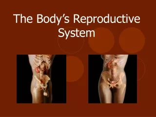 The Body’s Reproductive System