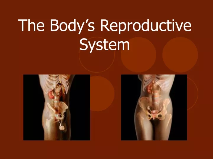the body s reproductive system