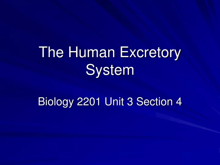 the human excretory system