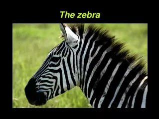The zebra