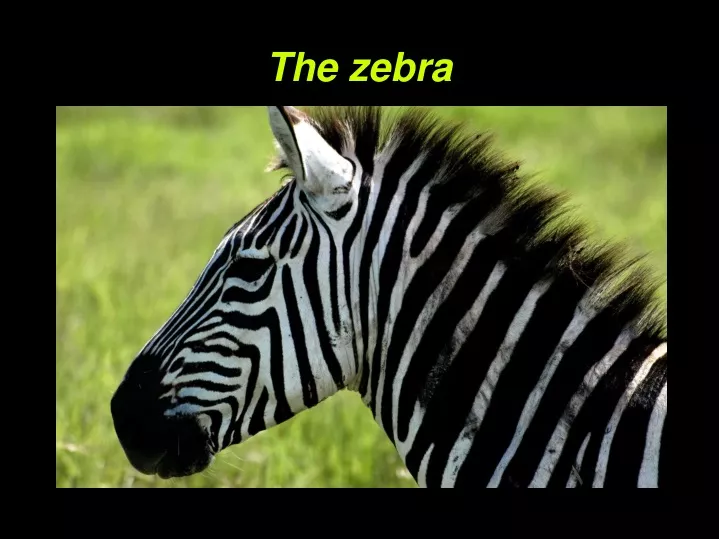 the zebra