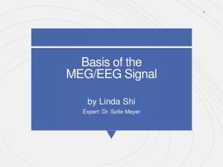 Basis of the  MEG/EEG Signal