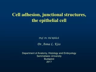 Cell adhesion, junctional structures, the epithelial cell