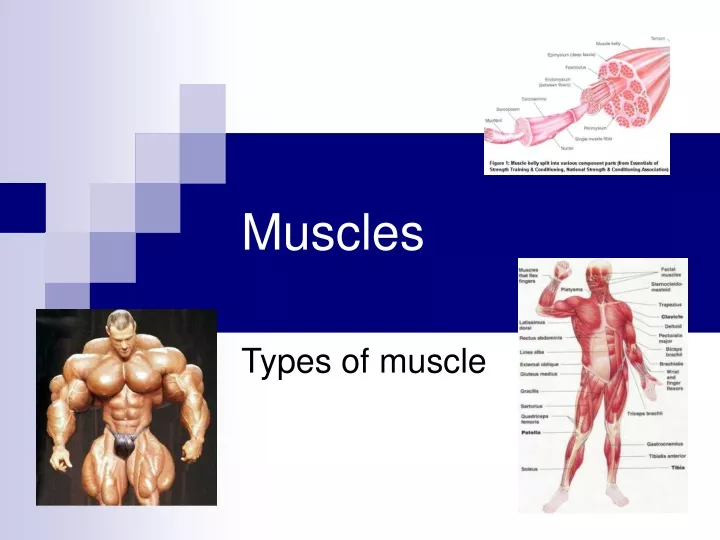 PPT Muscles PowerPoint Presentation Free Download ID