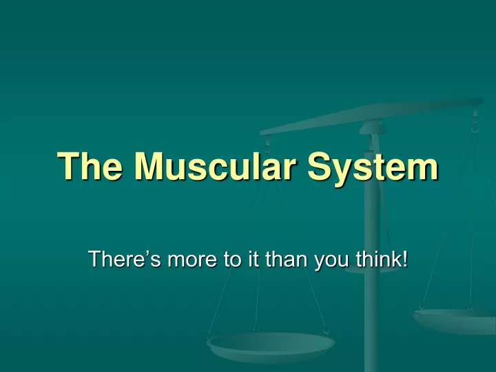 the muscular system