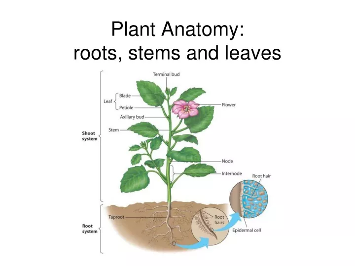 plant anatomy roots stems and leaves