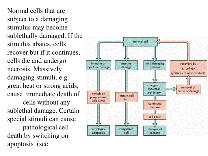 normal cells that are subject to a damaging