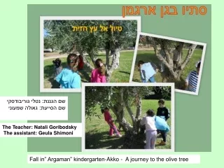Fall in” Argaman” kindergarten-Akko -  A journey to the olive tree