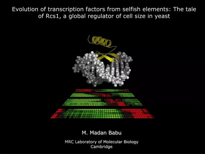 evolution of transcription factors from selfish