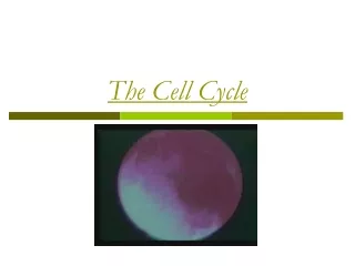 The Cell Cycle