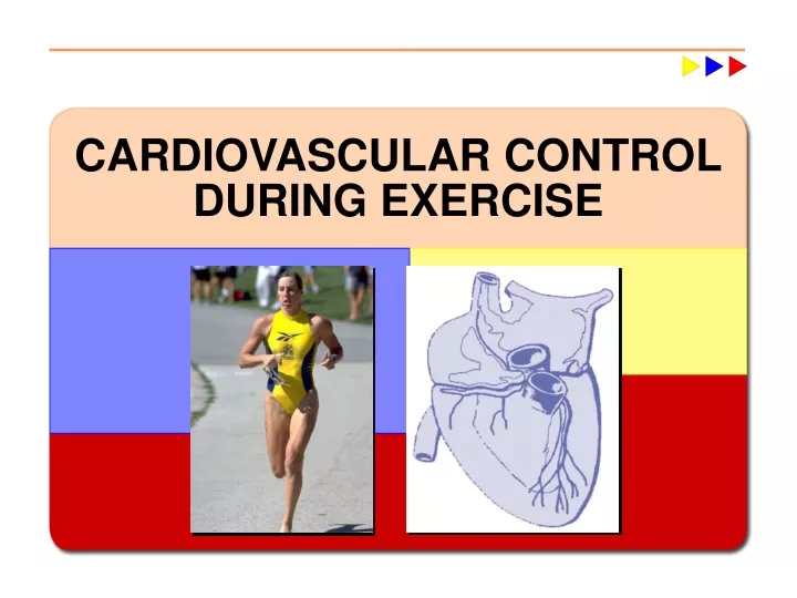 cardiovascular control during exercise