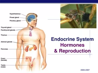 Endocrine System Hormones &amp; Reproduction