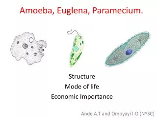 Amoeba, Euglena, Paramecium.