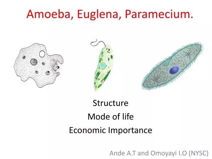 amoeba euglena paramecium