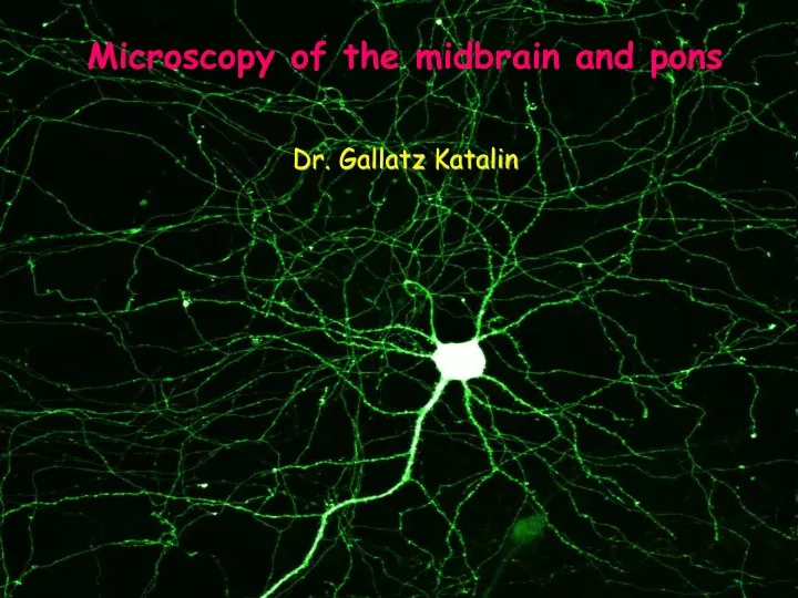 microscopy of the midbrain and pons dr gallatz