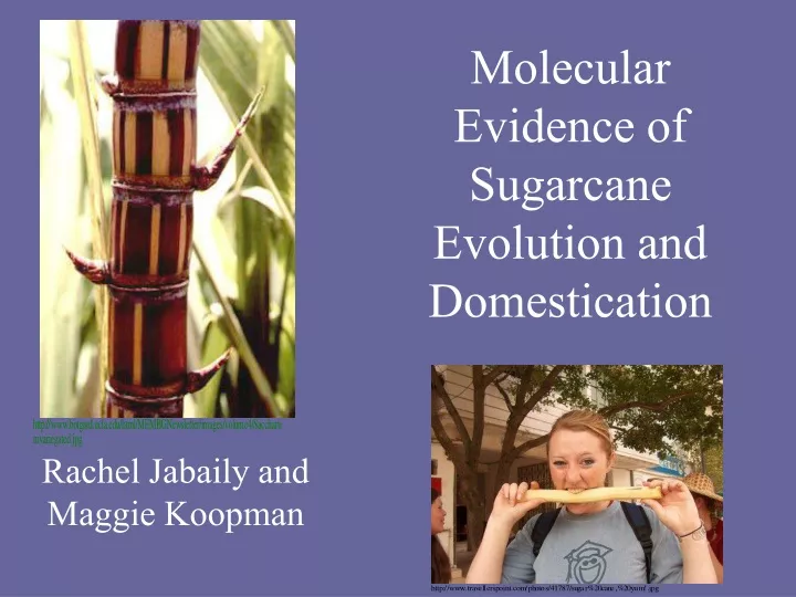 molecular evidence of sugarcane evolution and domestication