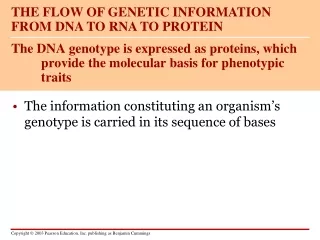 The DNA genotype is expressed as proteins, which provide the molecular basis for phenotypic traits