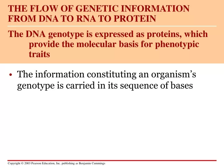 the dna genotype is expressed as proteins which provide the molecular basis for phenotypic traits
