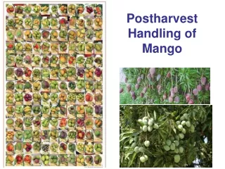 Postharvest  Handling of  Mango