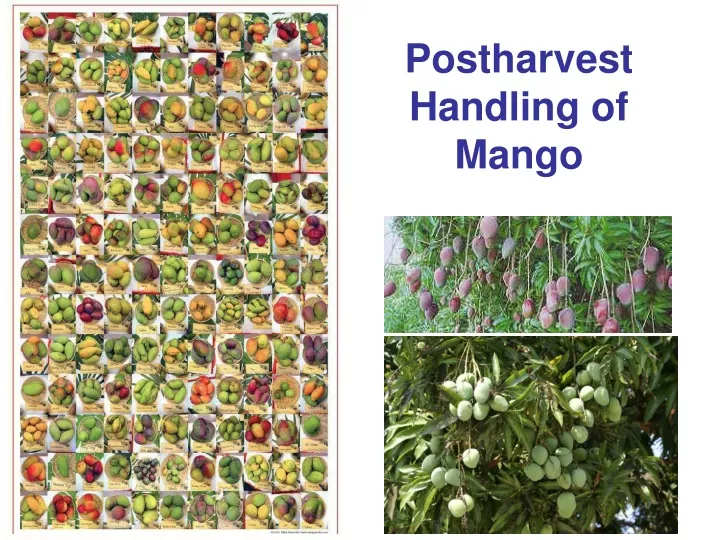 postharvest handling of mango