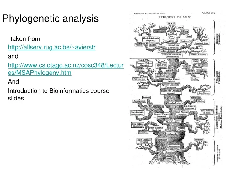 phylogenetic analysis